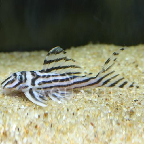 インペリアルゼブラプレコ｜寿命・病気｜熱帯魚図鑑｜熱帯魚の飼育 
