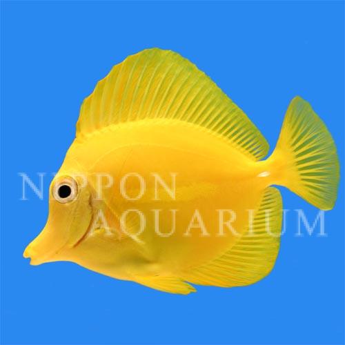 キイロハギ｜飼育方法（飼い方・餌・水温・混泳などについて）｜熱帯魚 
