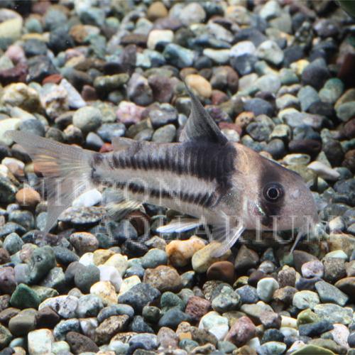 コリドラス コルレア｜繁殖・産卵｜熱帯魚図鑑｜熱帯魚の飼育・混泳  