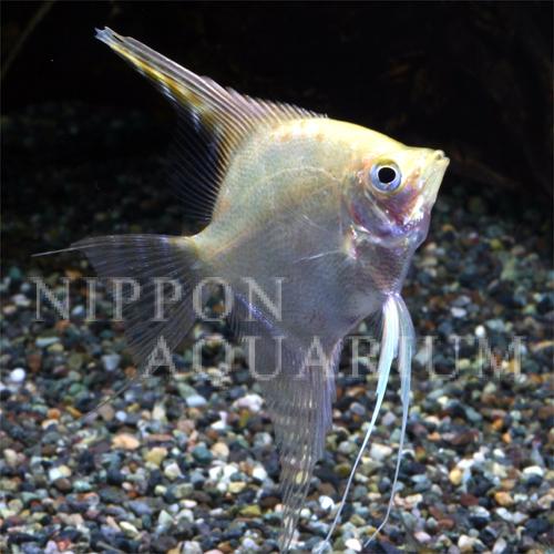 ゴールデンエンゼルフィッシュ｜繁殖・産卵｜熱帯魚図鑑｜熱帯魚の飼育 