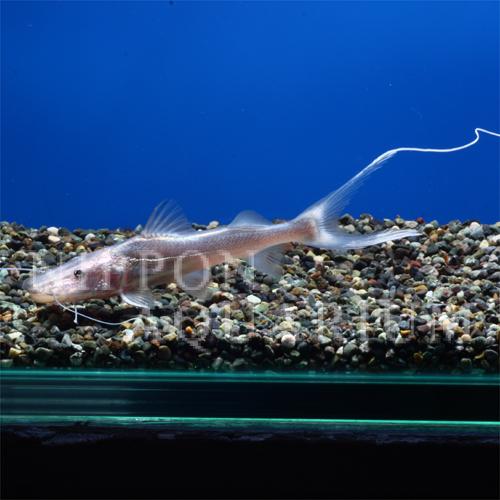 ドラードキャット｜寿命・病気｜熱帯魚図鑑｜熱帯魚の飼育・混泳・繁殖 
