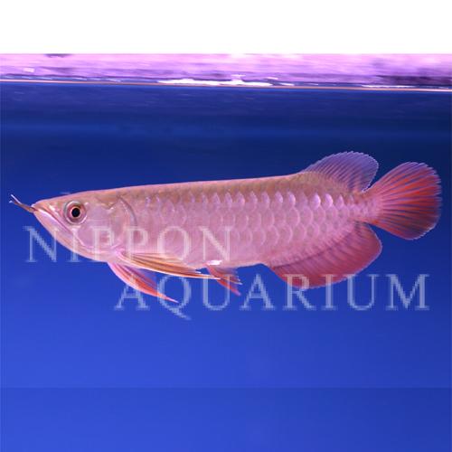 スーパーレッドアロワナ｜飼育方法（飼い方・餌・水温・混泳など  