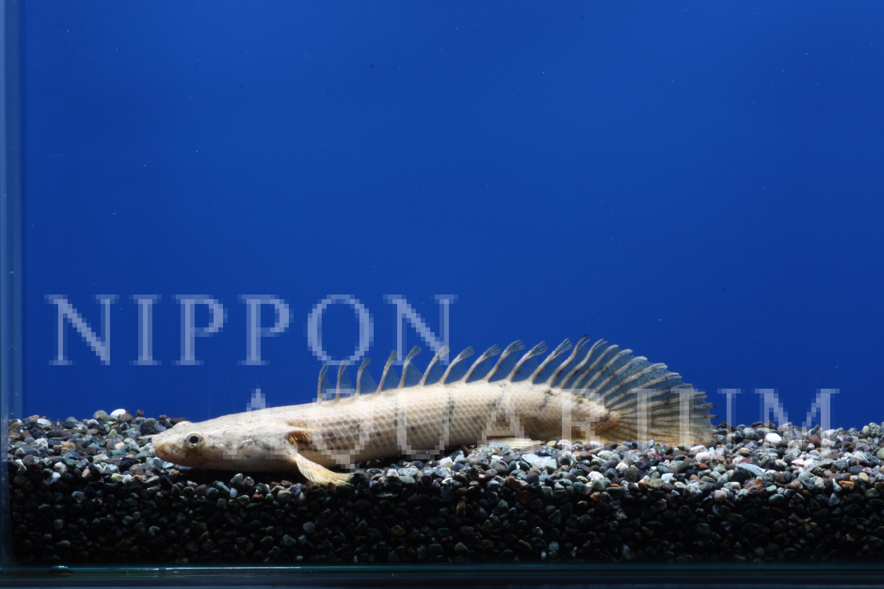 ポリプテルスエンドリケリーコンギクス｜飼育方法（飼い方・餌・水温 