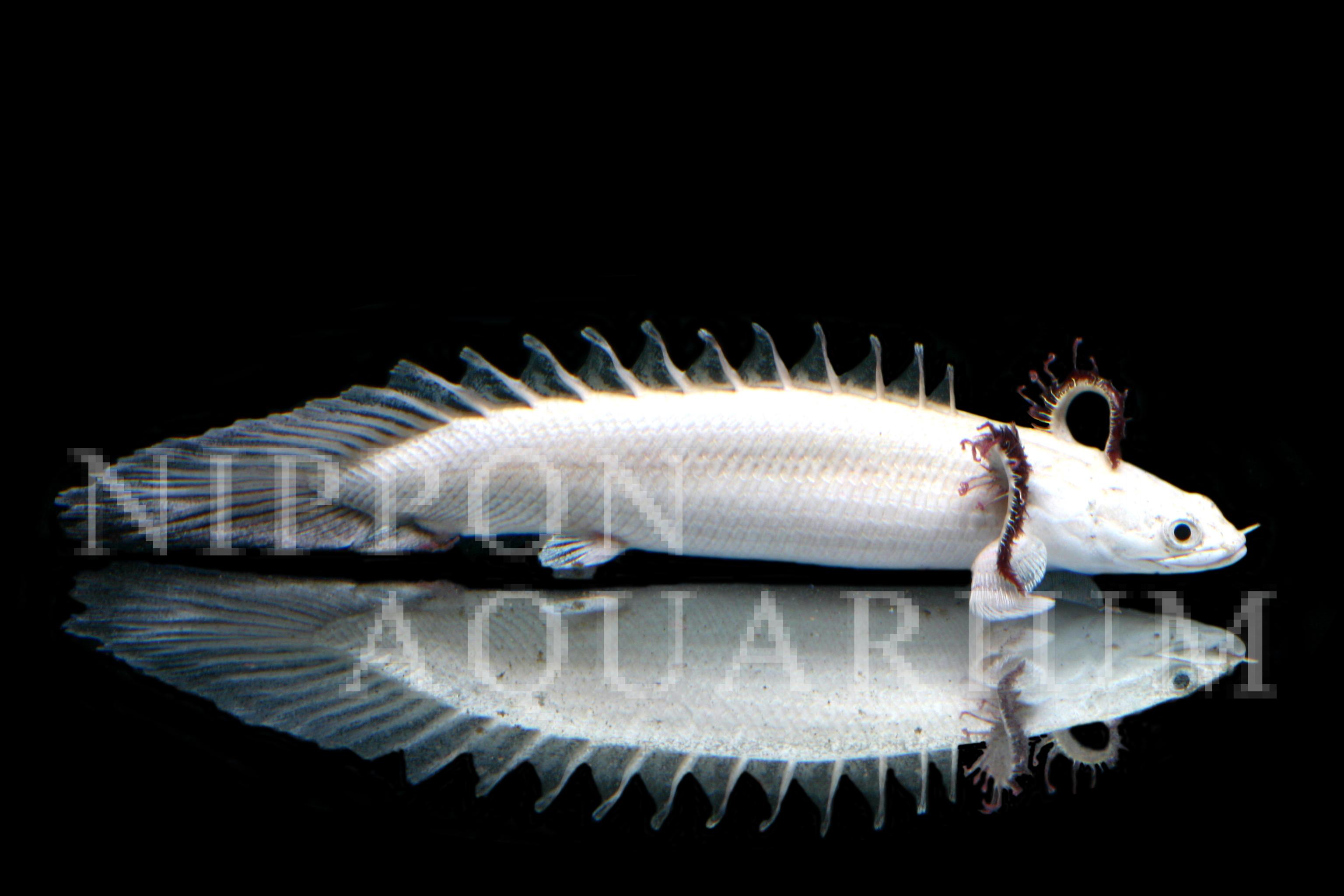 ポリプテルスプラチナエンドリケリー｜寿命・病気｜熱帯魚図鑑｜熱帯魚 