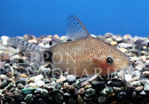コリドラス グァポレ｜寿命・病気｜熱帯魚図鑑｜熱帯魚の飼育・混泳 