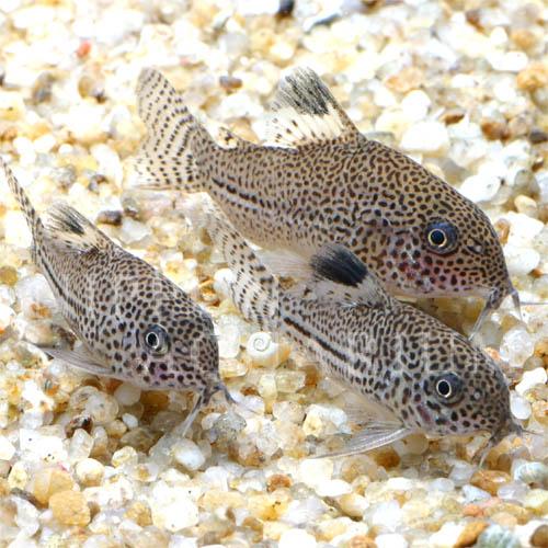 コリドラス ジュリー｜飼育方法（飼い方・餌・水温・混泳などについて 