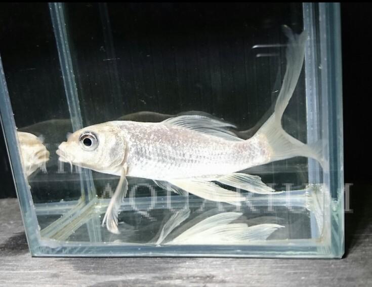 ヒレナガニシキゴイ｜繁殖・産卵｜熱帯魚図鑑｜熱帯魚の飼育・混泳 