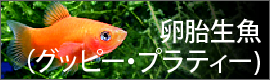 卵胎生魚（グッピー・プラティー)