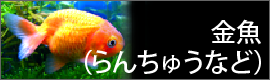 金魚（らんちゅうなど） 
